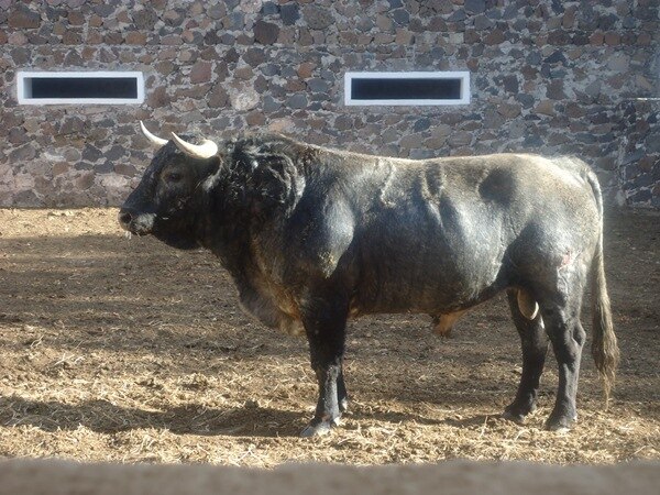 Mañana, El Capea en Provincia Juriquilla