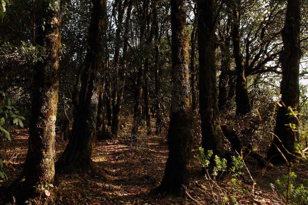Destinarán recursos a los dueños de los bosques de Querétaro