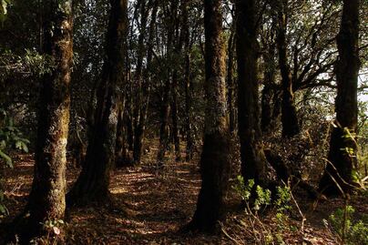 Destinarán recursos a los dueños de los bosques de Querétaro