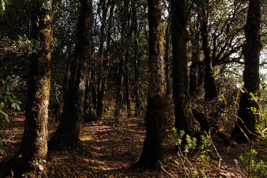 Destinarán recursos a los dueños de los bosques de Querétaro