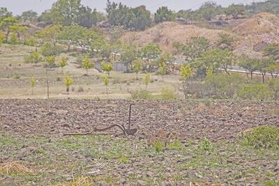 Se vive situación crítica, alerta sector ganadero