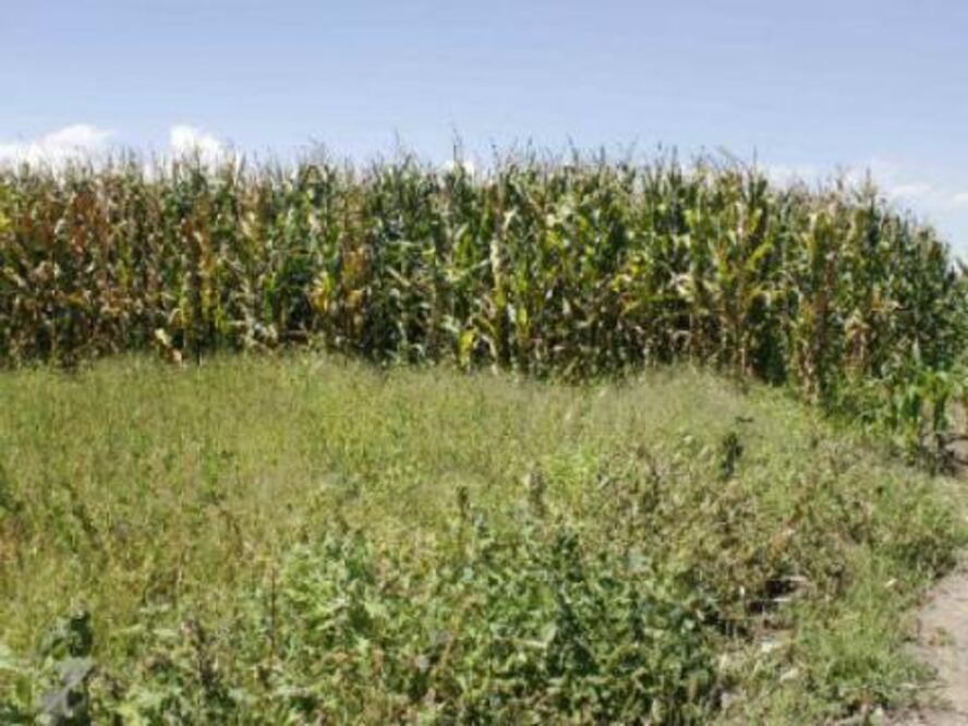 Alertan por plagas en campo queretano