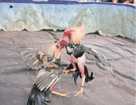 Las peleas de gallos, un juego de tradición y violencia 