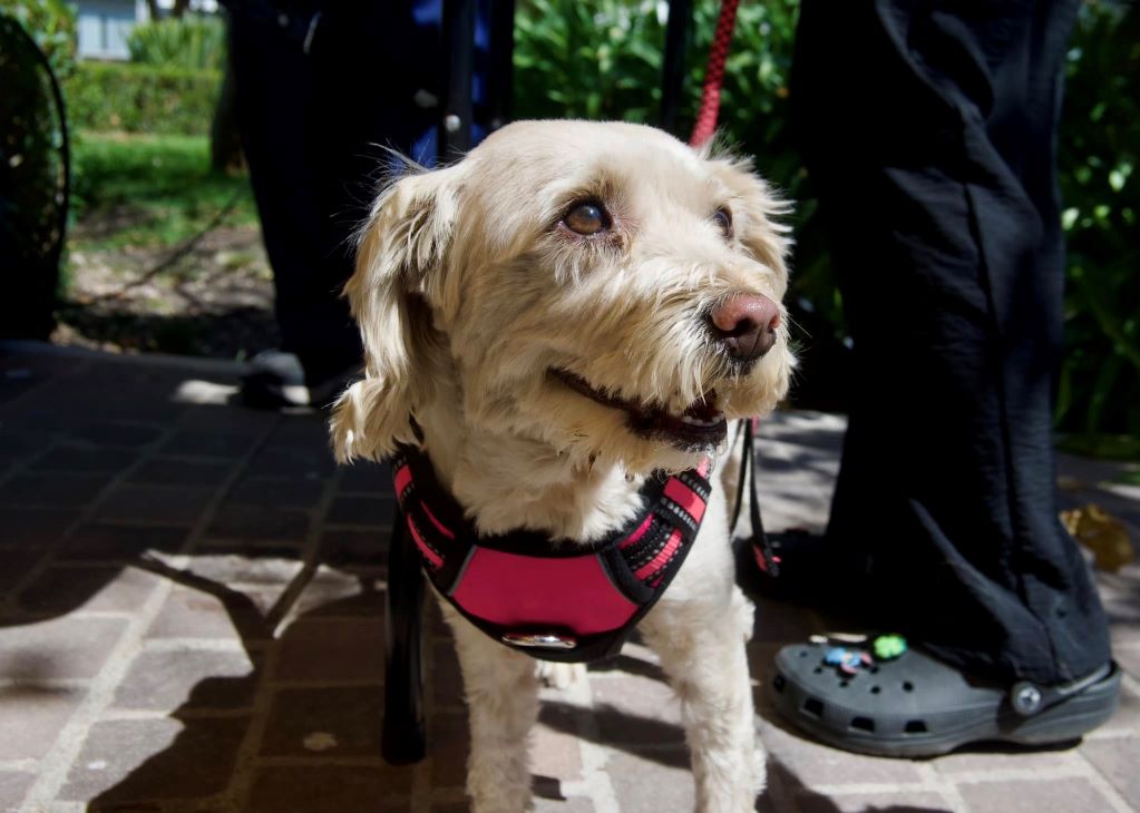 Buscan garantizar bienestar animal en Querétaro
