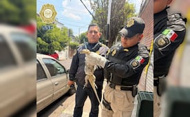 Aseguran lagarto en calles de alcaldía Benito Juárez