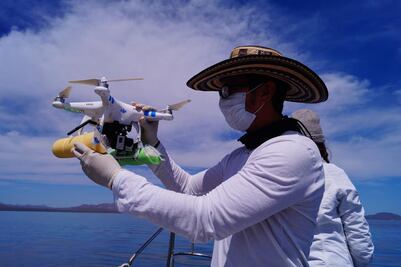 Alumno de UAQ investiga ballena azul