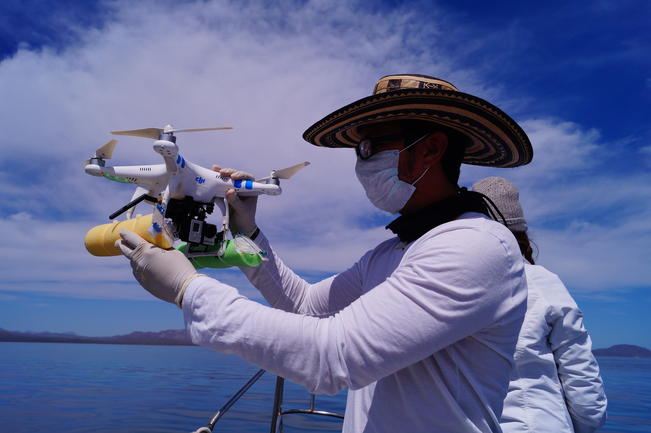Es importante volar el dron de manera adecuada para acercarse al animal, en ocasiones la ballena lo alcanza a ver y se sumerge en el mar, señala Carlos (ESPECIAL)