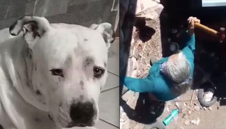 Hay una denuncia en contra de la abuelita que agredió a su perro a martillazos, en Querétaro
