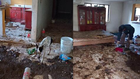 Rescatan a 17 perritos en San Juan del Río; estaban en hacinamiento y condiciones antihigiénicas