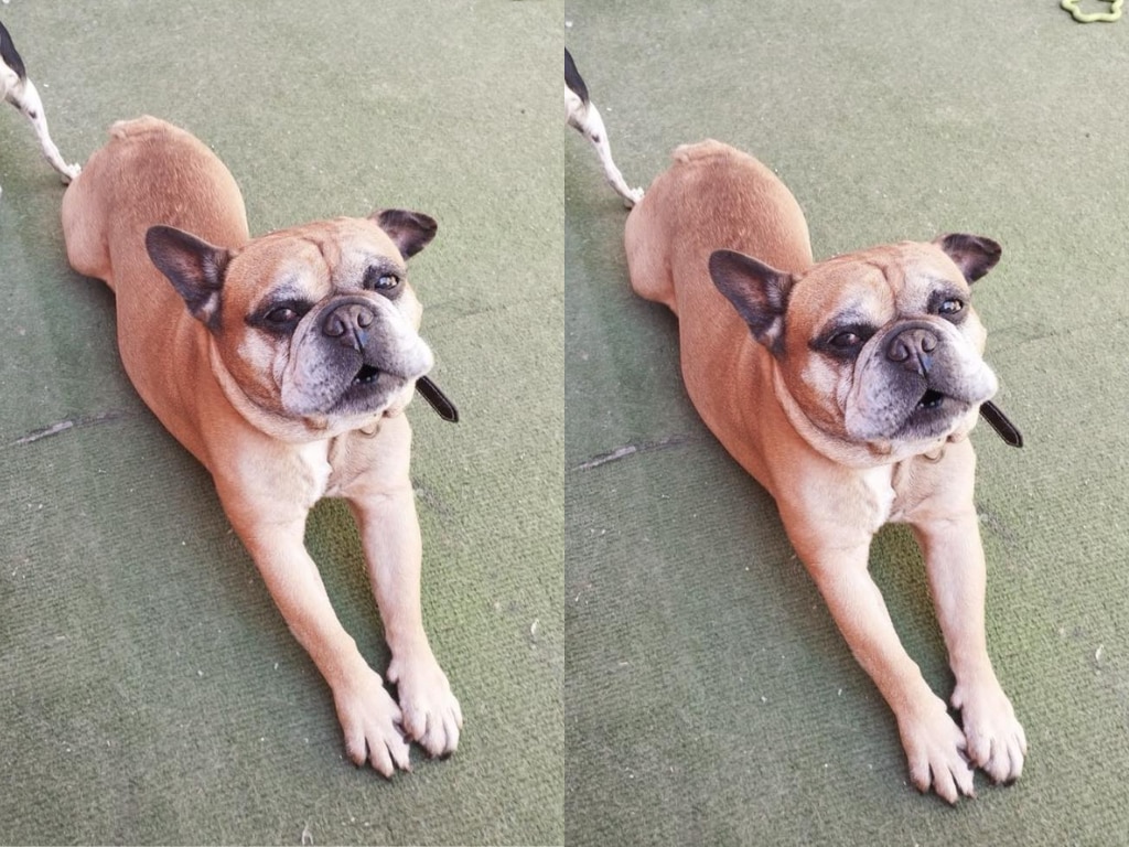 Buscan a Max, un bulldog francés extraviado en Querétaro