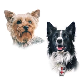 Catean domicilio del posible responsable que envenenó a Athos y Tango