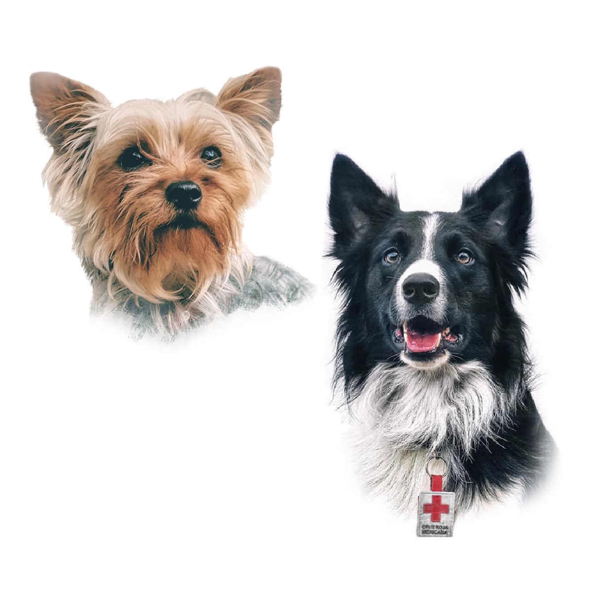 Catean domicilio del posible responsable que envenenó a Athos y Tango