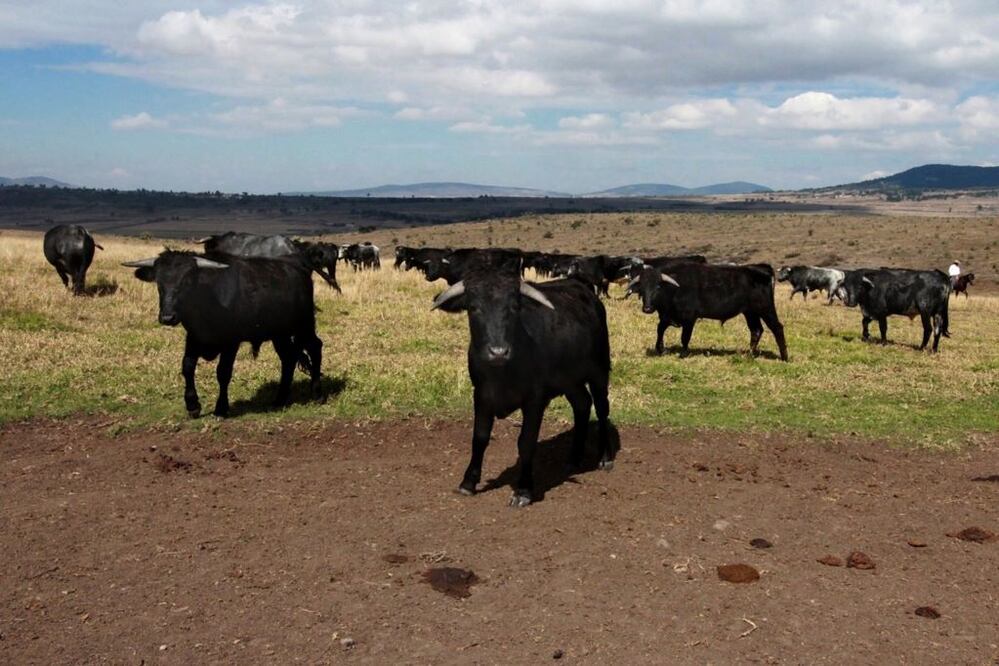 Reportan la pérdida del 30% del hato ganadero en Querétaro. Foto: Archivo El Universal