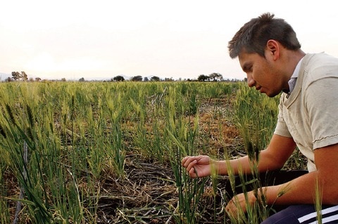 Tonelada de cebada costará más de 4 mil