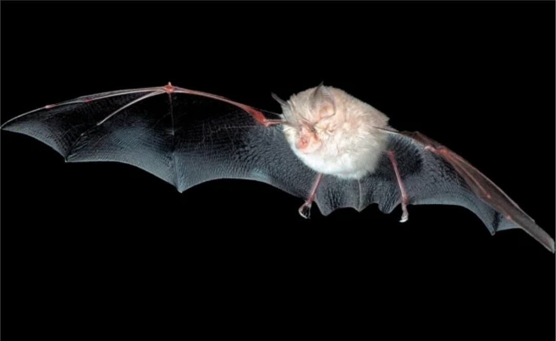 Foto: Archivo, El Universal