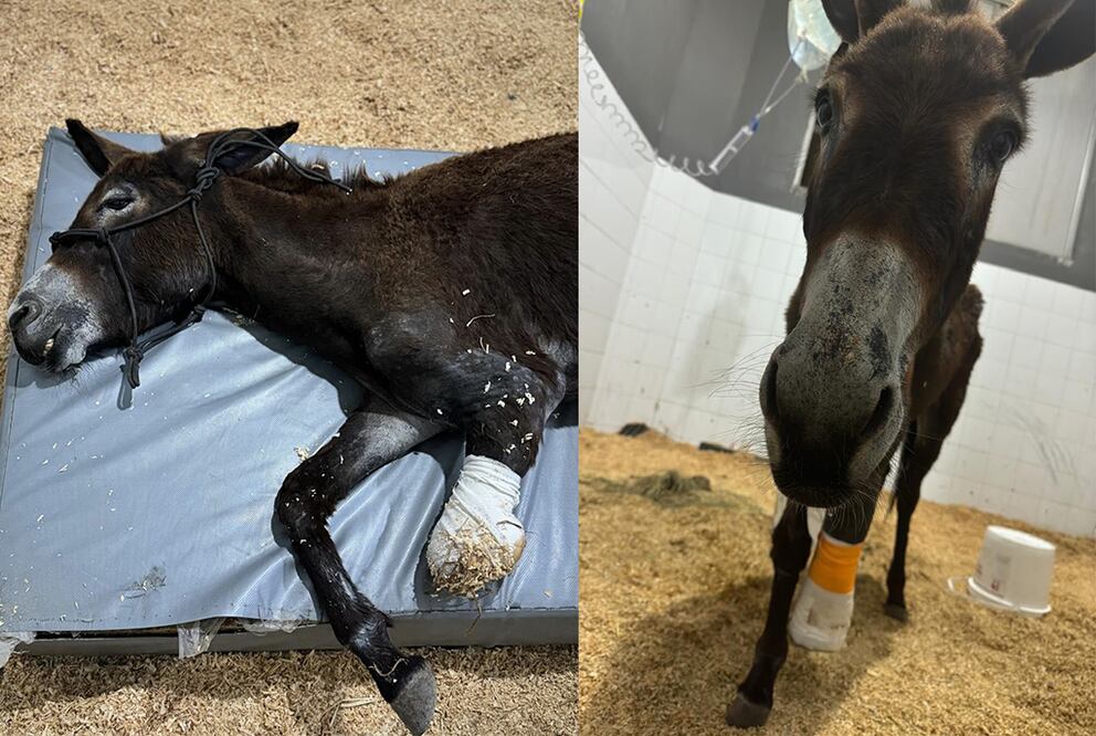 Foto: Captura de pantalla