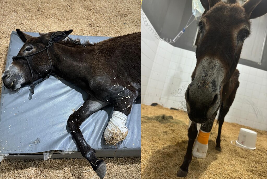 Foto: Captura de pantalla