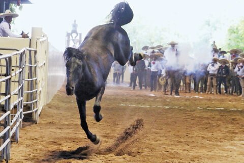 Tequila Don Roberto toma la cima
