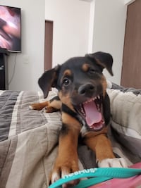 Video. "La di en adopción, la descuidaron y la rescaté con engaños"