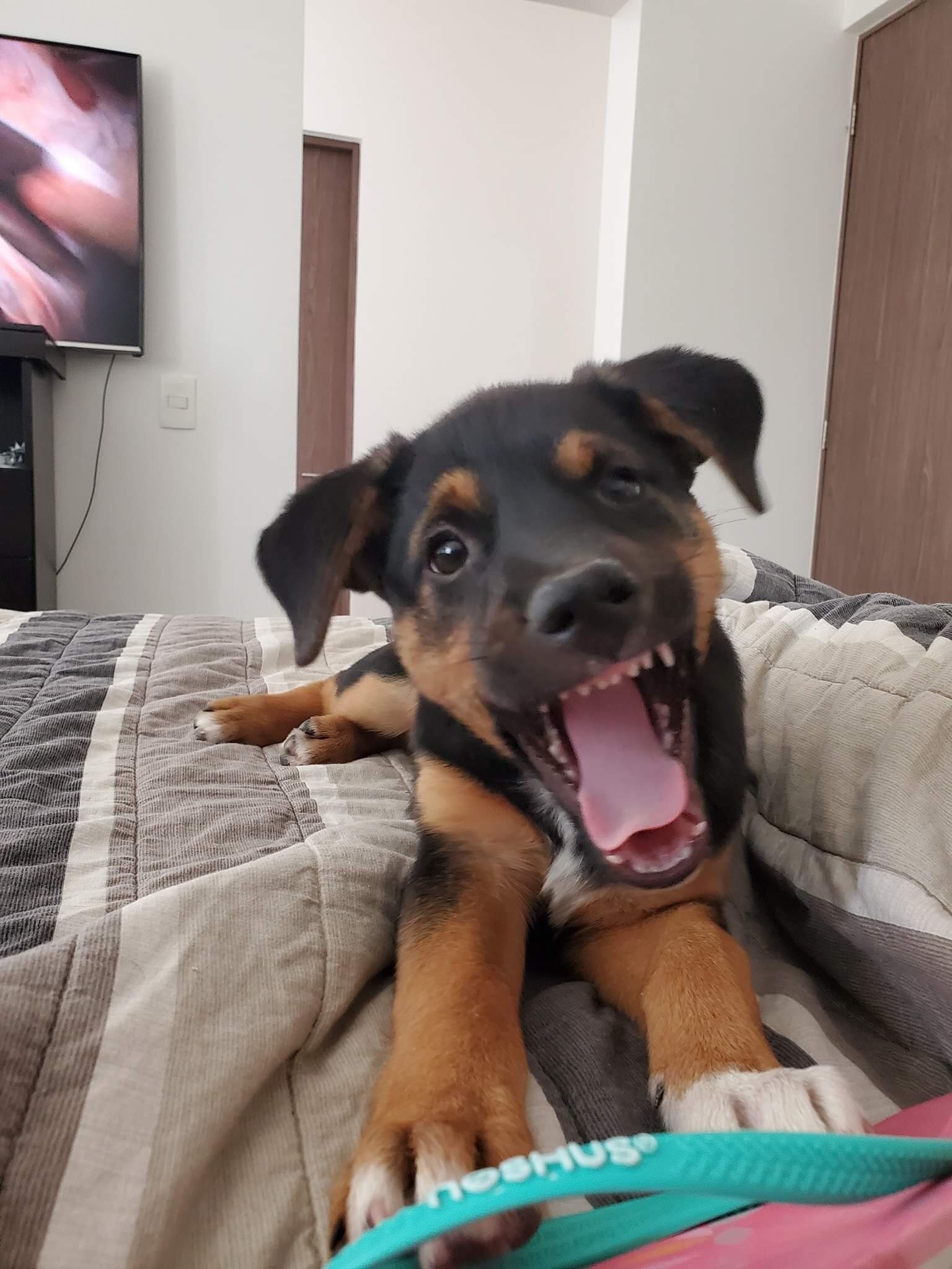 Video. "La di en adopción, la descuidaron y la rescaté con engaños"