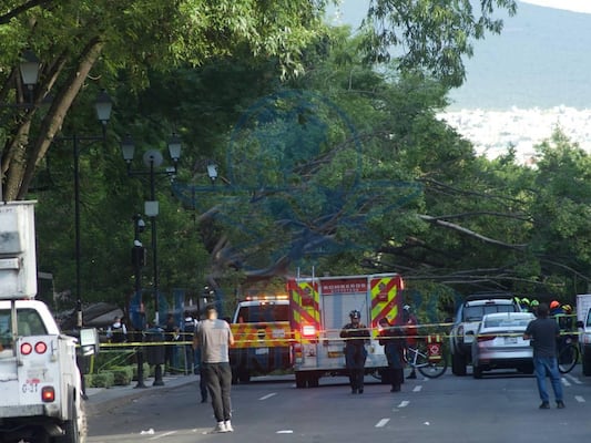 Exigen audiencia con el municipio de Querétaro para advertir riesgos por arbolado