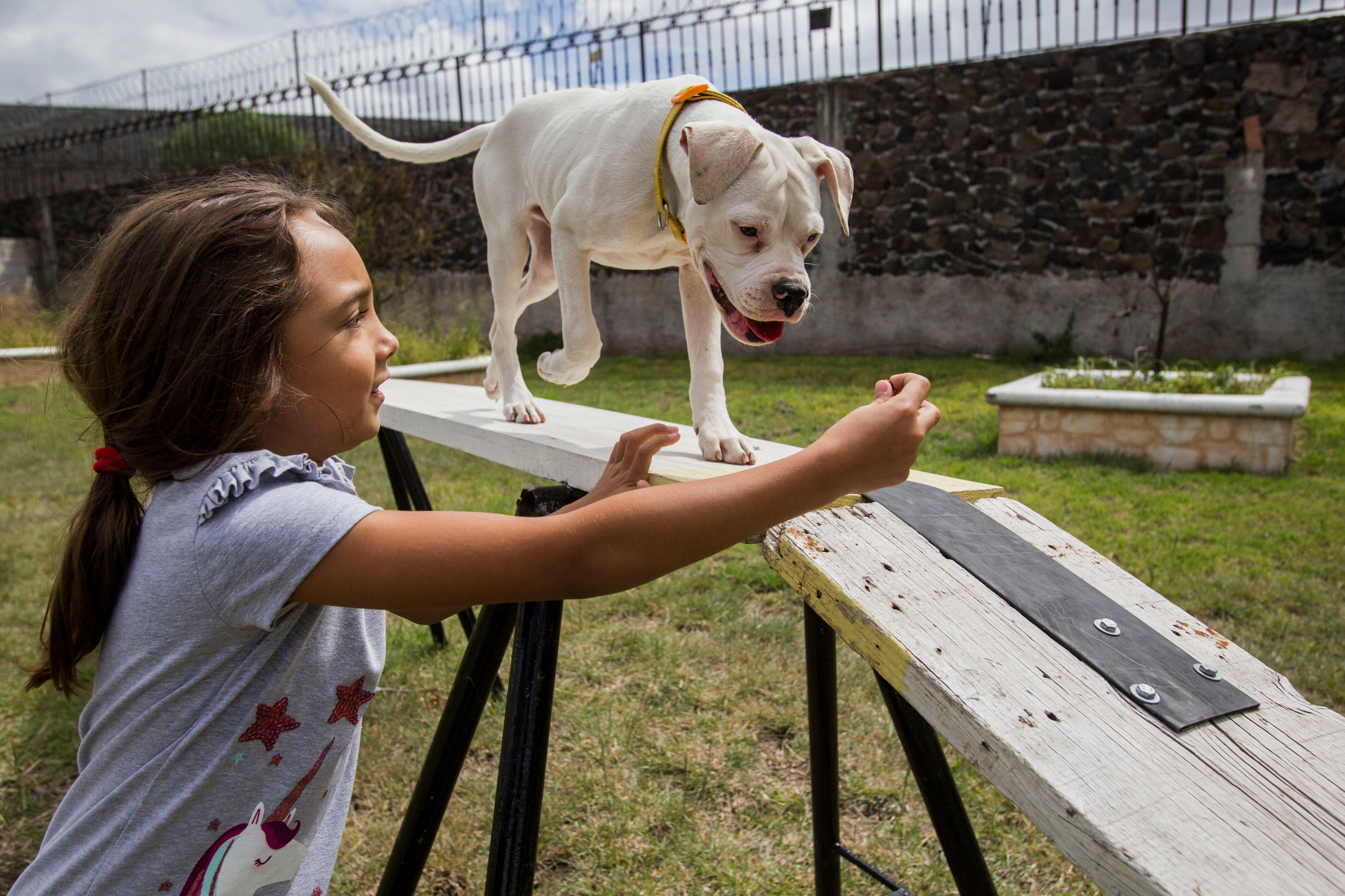 Perros pitbull. Una raza incomprendida