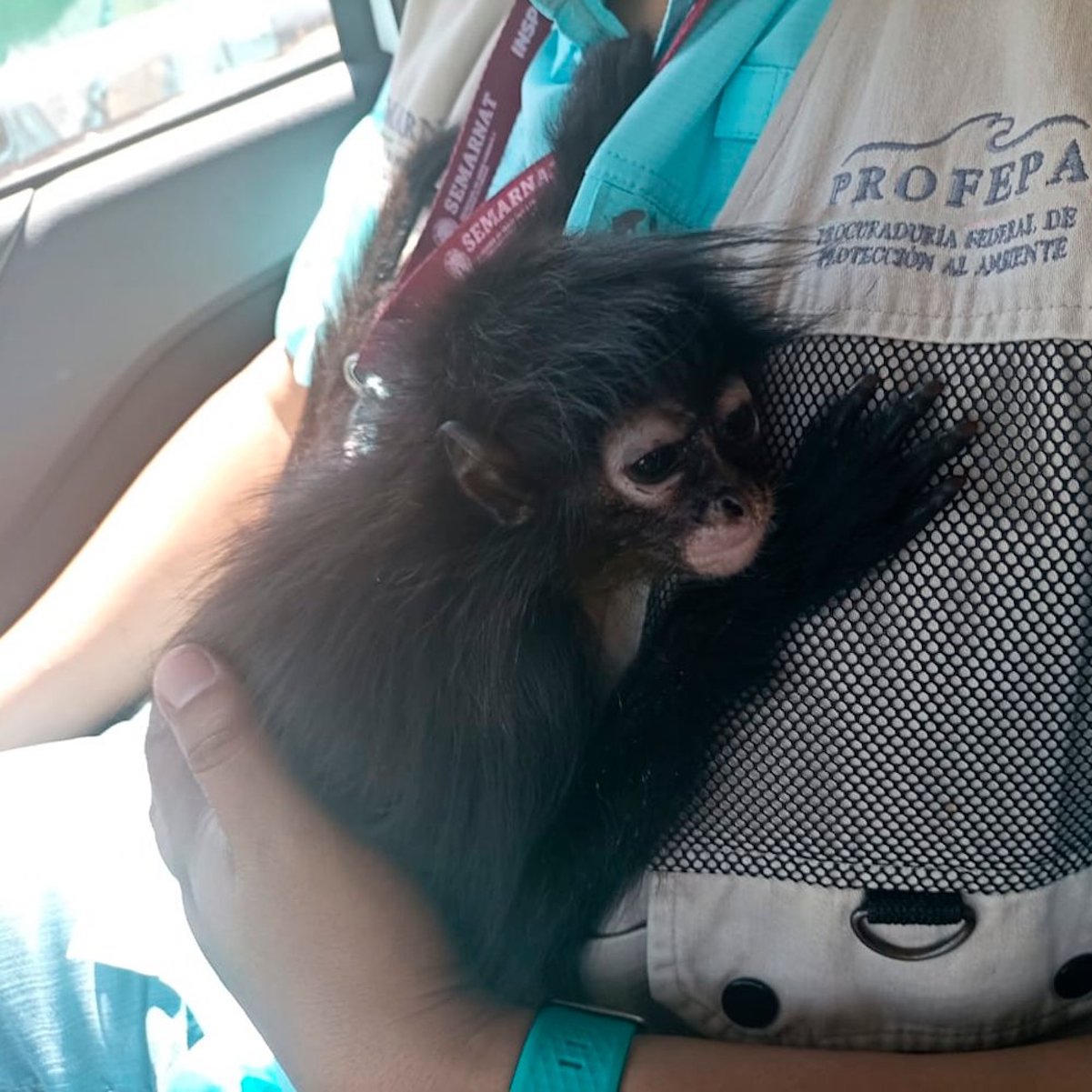 Hallan mono araña en tianguis de Querétaro; fue resguardado por la Profepa