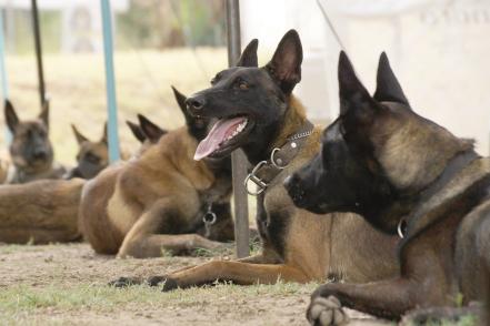 Una academia canina con alumnos de “exportación”