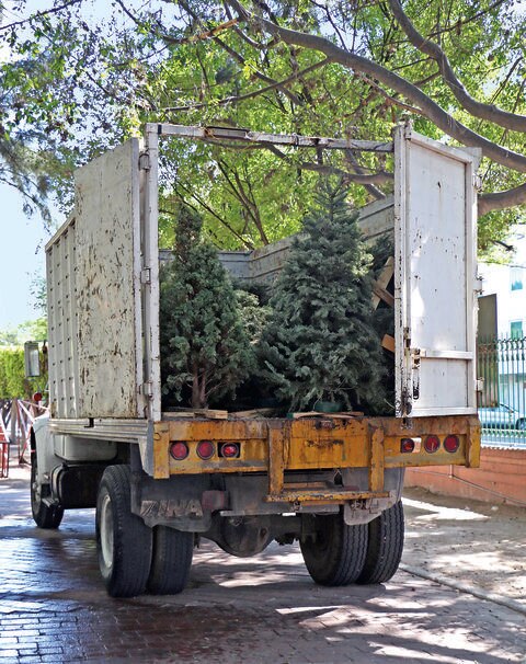 Comienza colecta de árboles navideños