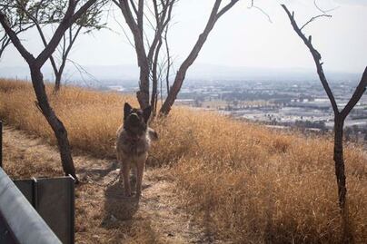 Encadenan a lomito y lo abandonan en Querétaro; ya fue rescatado 