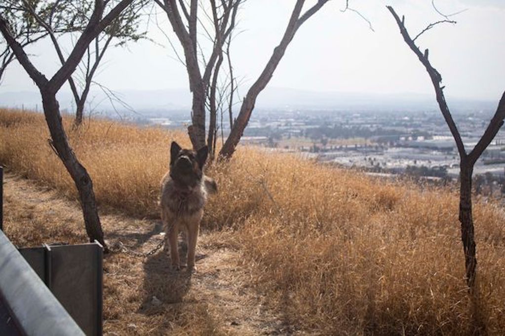 Encadenan a lomito y lo abandonan en Querétaro; ya fue rescatado