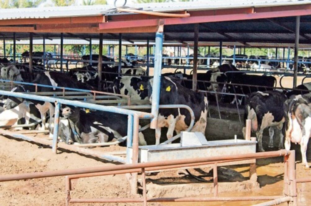 Leche en polvo afecta a productores locales 