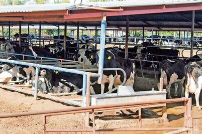 Leche en polvo afecta a productores locales