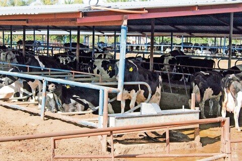 Leche en polvo afecta a productores locales