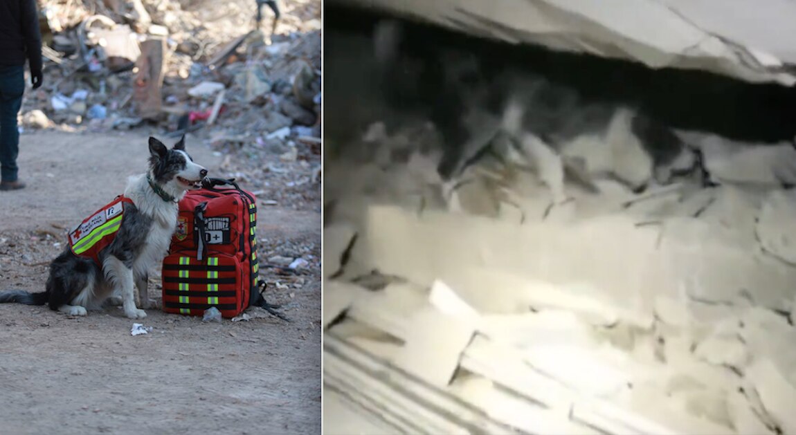 Balam ladró sin parar cuando halló a una persona con vida entre escombros, en Turquía