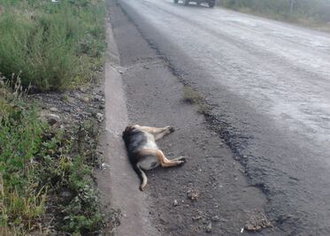 Se cae de su motoneta por culpa de perro
