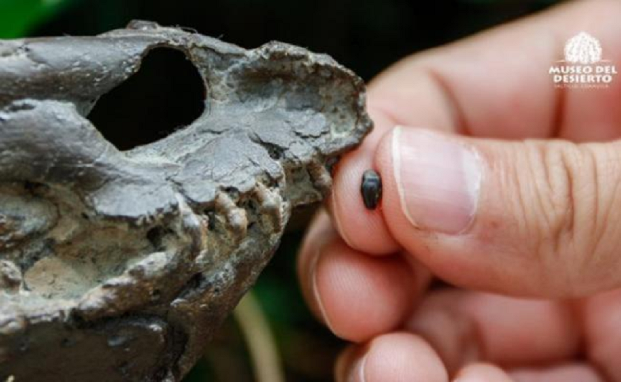 Mexicanos descubren fósiles de un dinosaurio | Querétaro