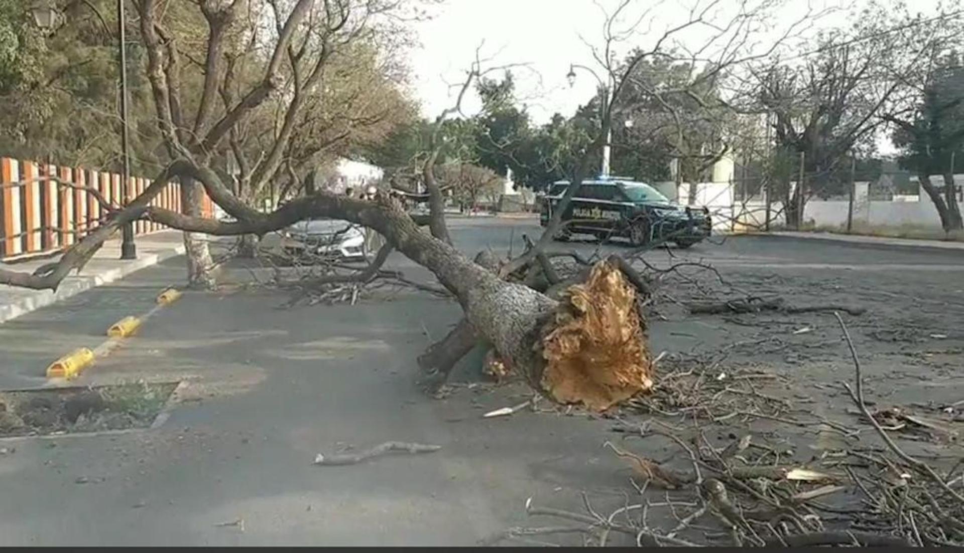 Fuertes vientos derrumban árboles en la zona metropolitana de Querétaro