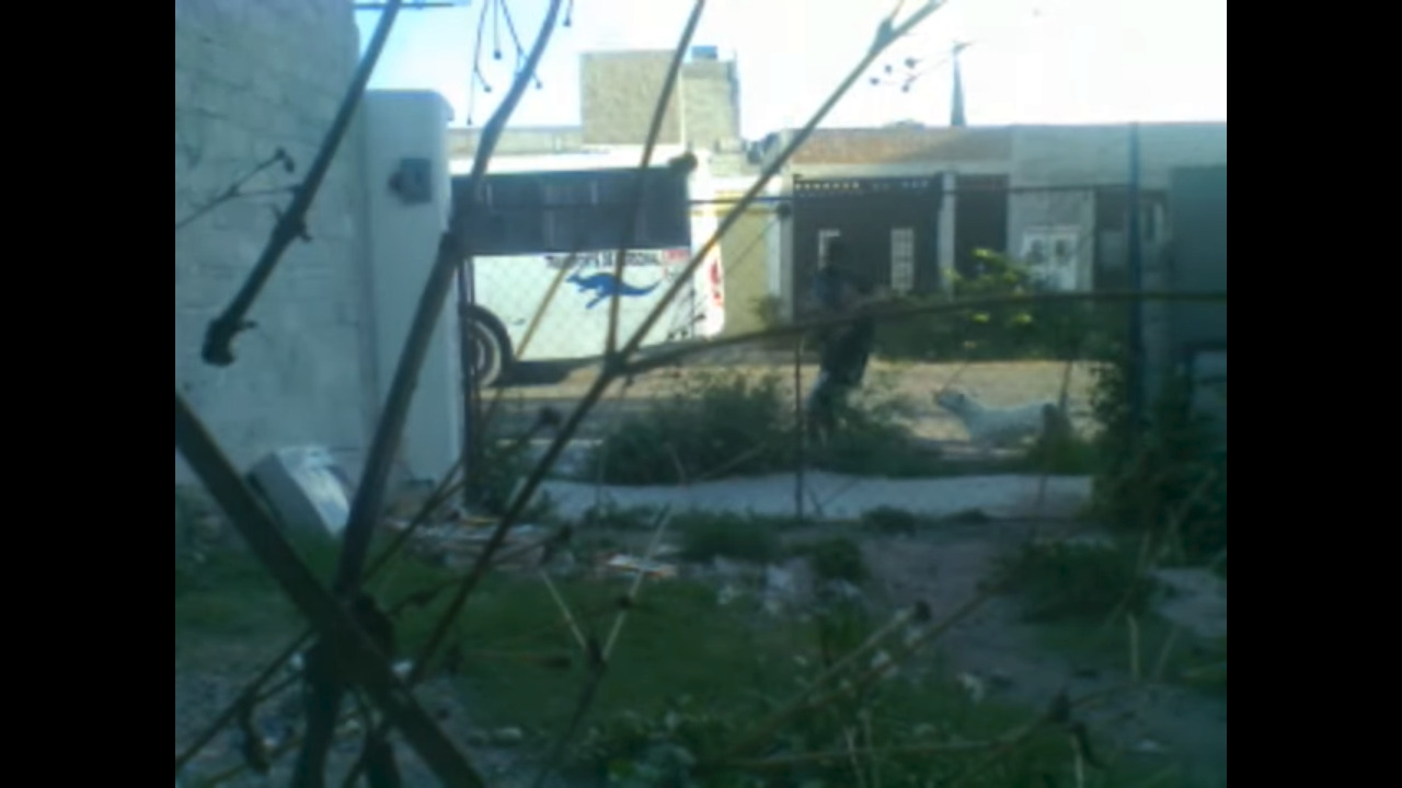 Dos perros "canario corso" atacan a un hombre en Querétaro; lo dejan  gravemente herido | Querétaro