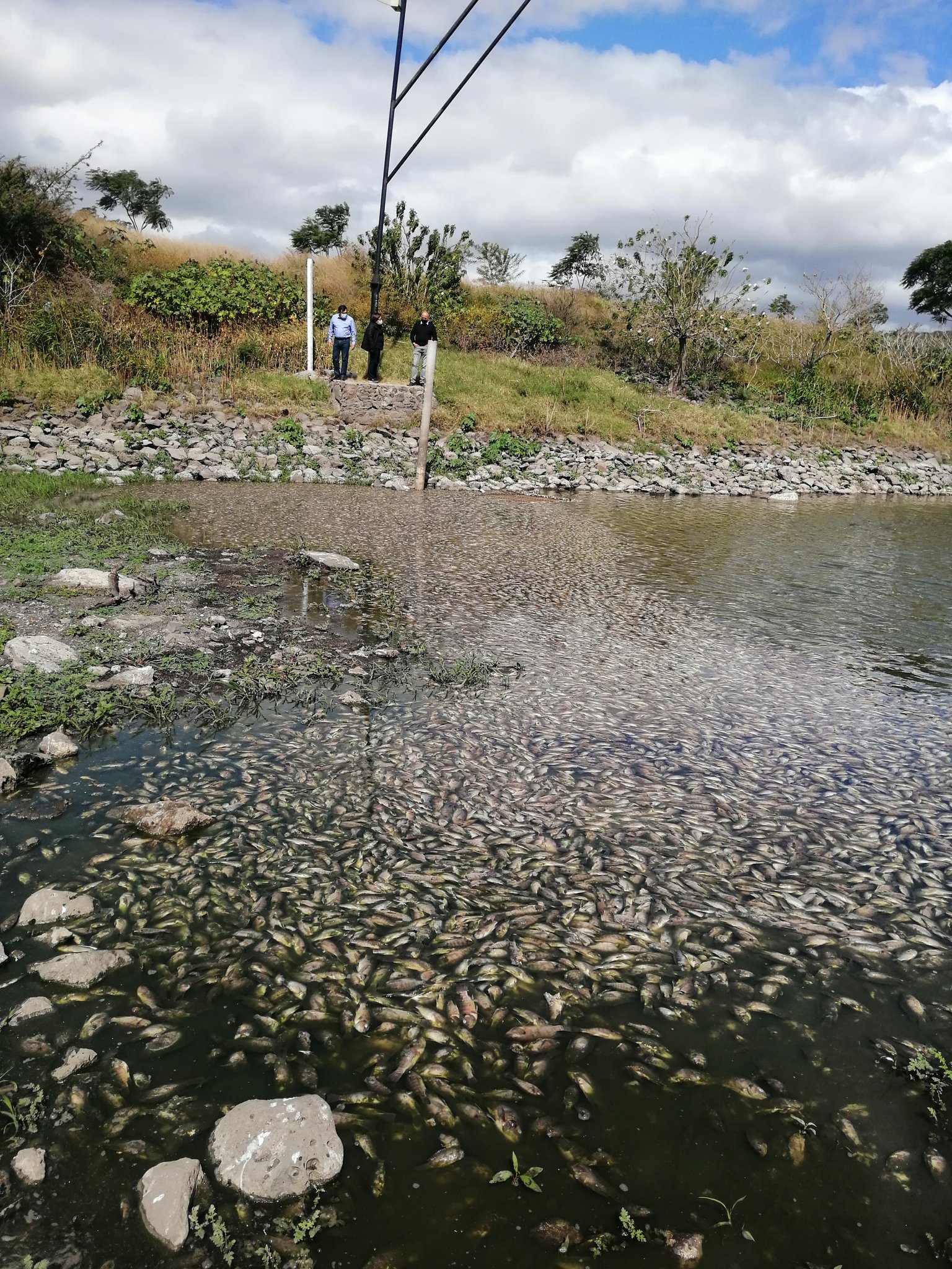 Aparecen cientos de peces muertos a la orilla de bordo, ubicado en la capital de Querétaro