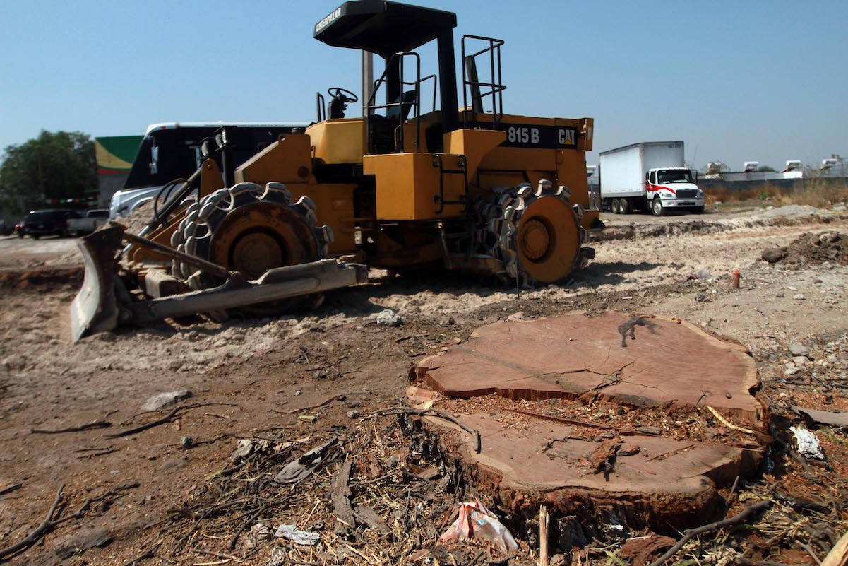 Buscan frenar tala ilegal de árboles en Amealco 