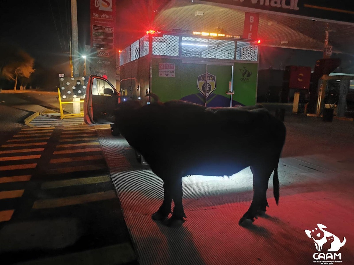 Video: Un búfalo deambuló por varias horas en las calles de Querétaro