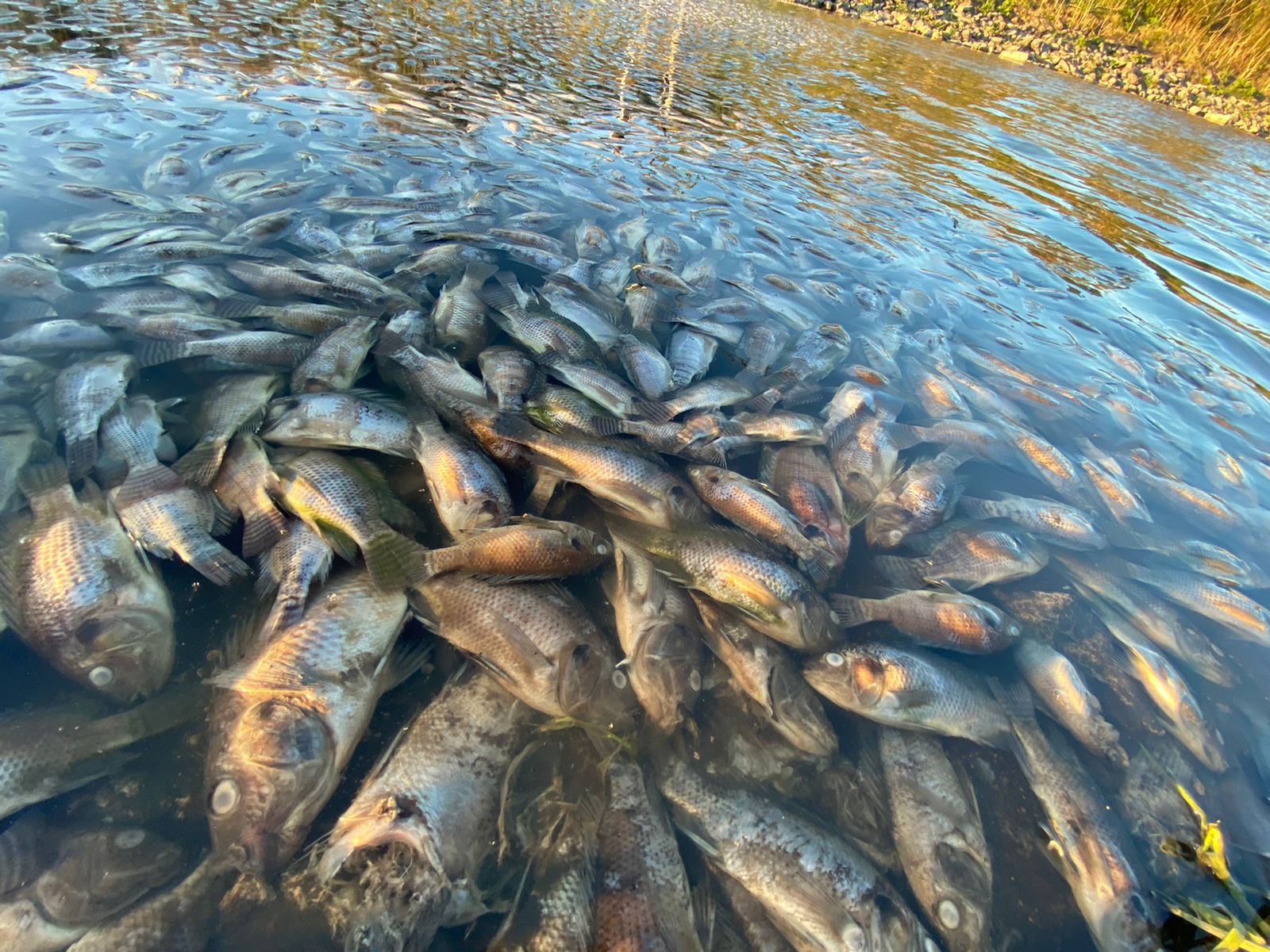 Video. Aparecen cientos de peces muertos en la capital de Querétaro