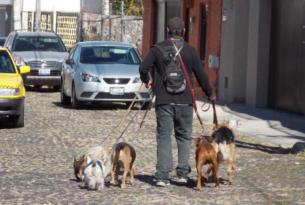 Proponen diputados de Quer&eacute;taro regular a paseadores de perros