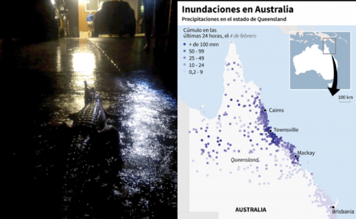 Cocodrilos ocupan las calles, tras inundaciones en Australia 