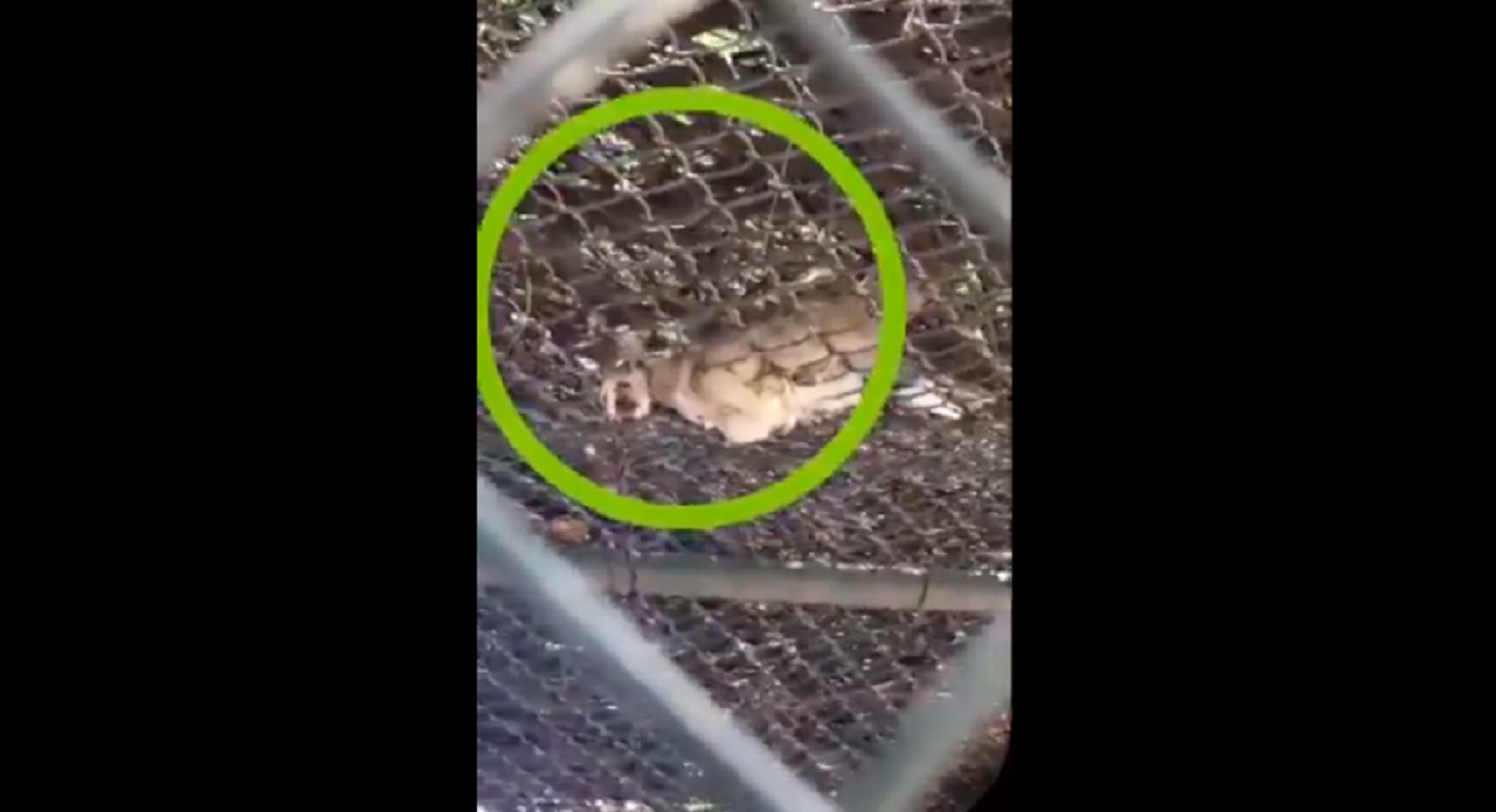 Denuncian la presencia de aves muertas en el zoológico Wamerú 