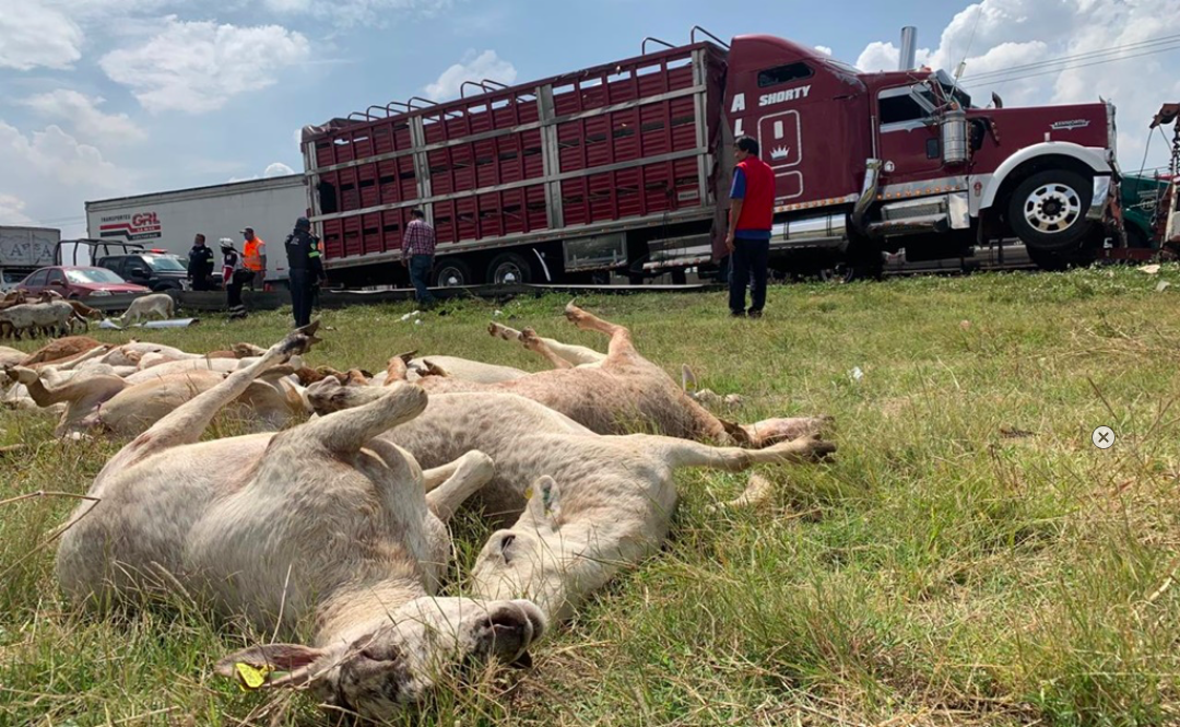 Vuelca camión cargado de borregos y roban 100 animales vivos y muertos