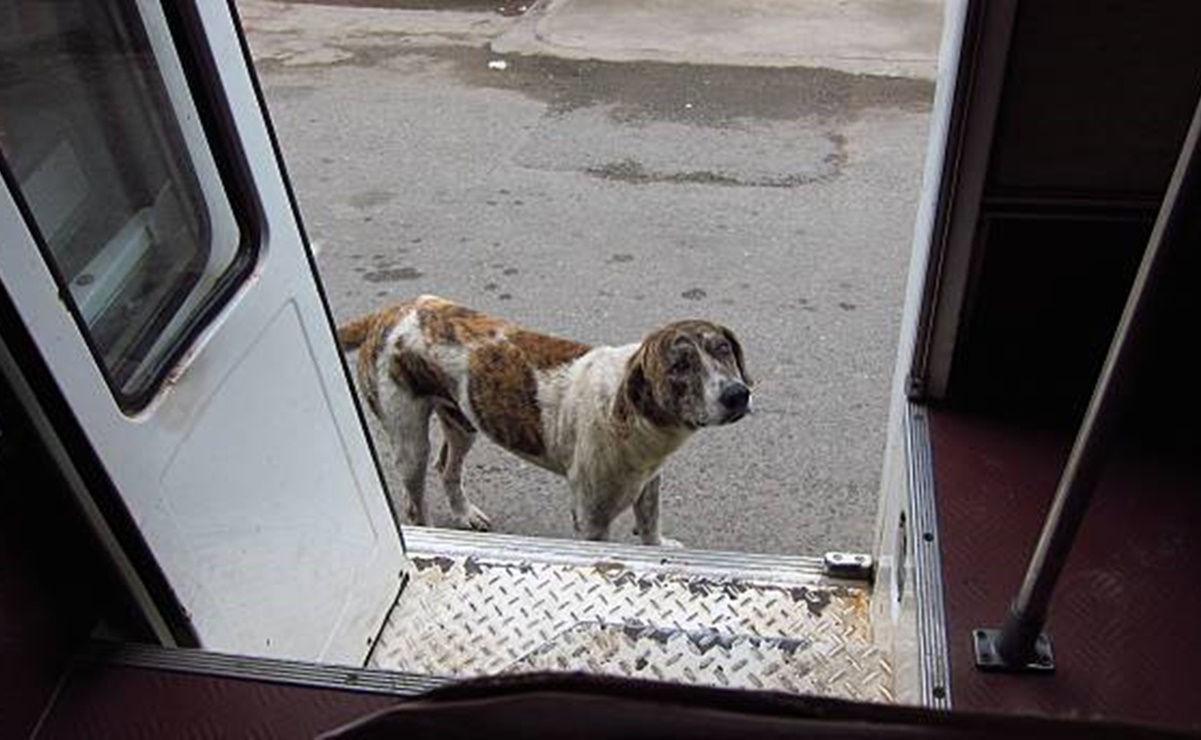 “Cuchufleto”, el perro que espera a su dueño, uno de los fallecidos en mina de Múzquiz