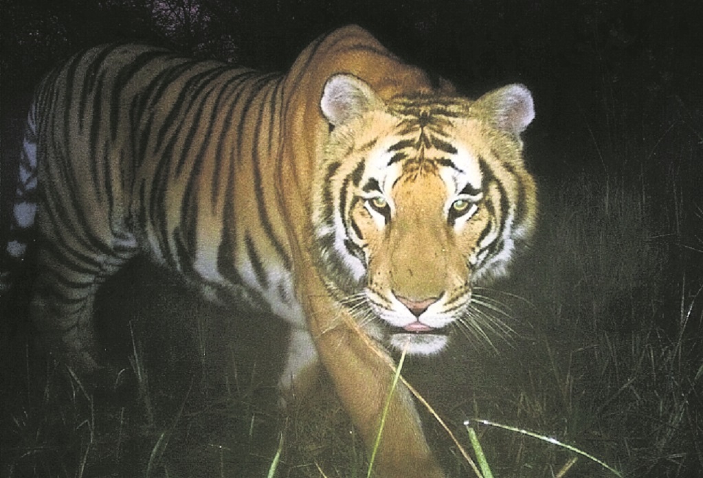 Policías de Huimilpan mataron al tigre que hallaron en la comunidad de La Peña