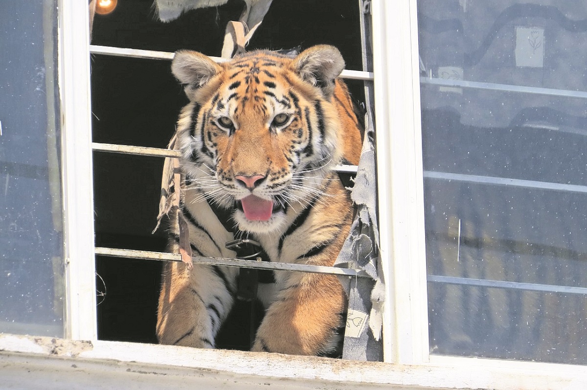 Capturan a un tigre en Huimilpan que atacó animales de granja
